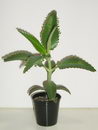 Kalanchoe Daigremontiana
